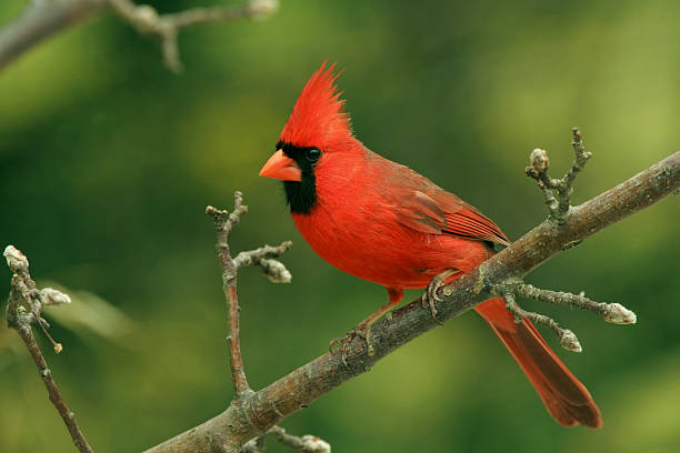 Cardinal Plant Community